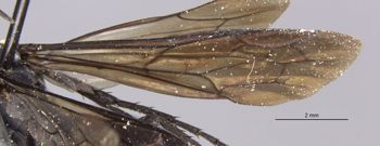 Media type: image;   Entomology 17113 Aspect: Wing front